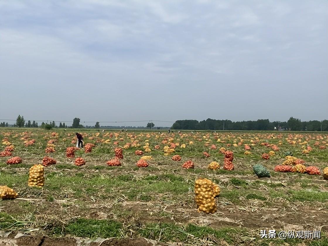 农村致富经网洋葱_农广天地洋葱种植视频_洋葱赚钱