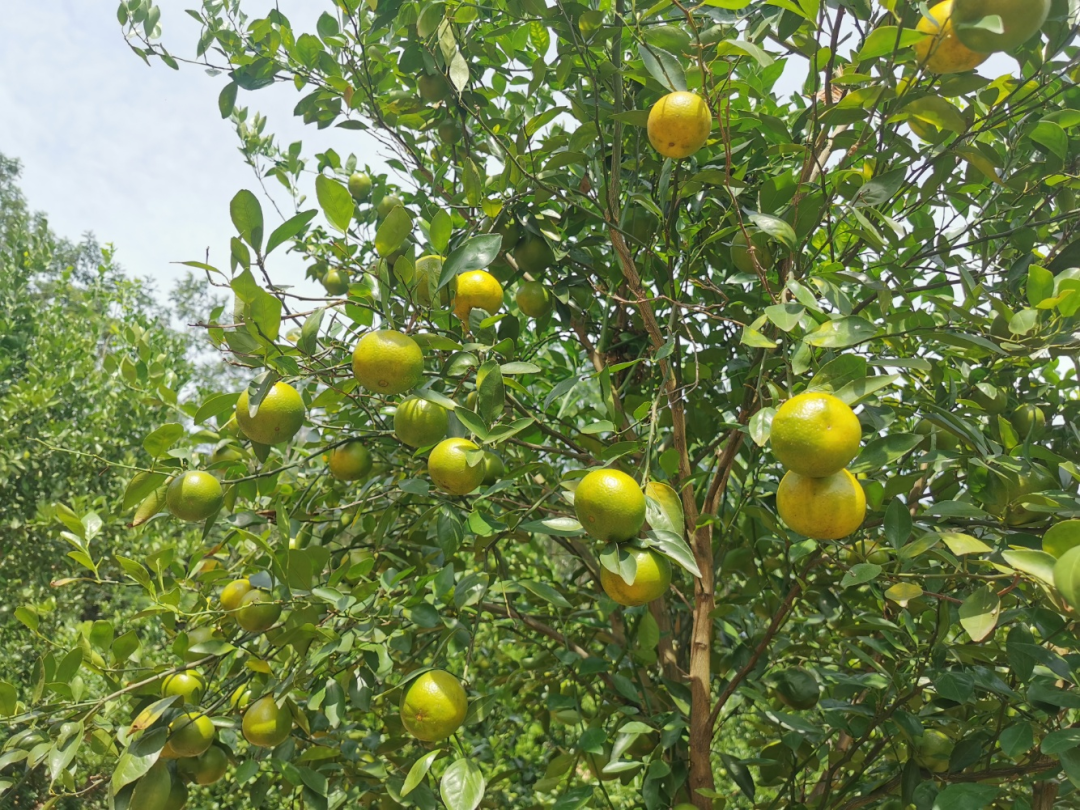 年桔的种植技术_年桔种植技术_种年桔多少时间施一次肥