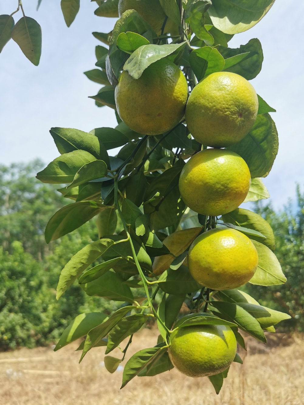 年桔的种植技术_年桔种植技术_种年桔多少时间施一次肥