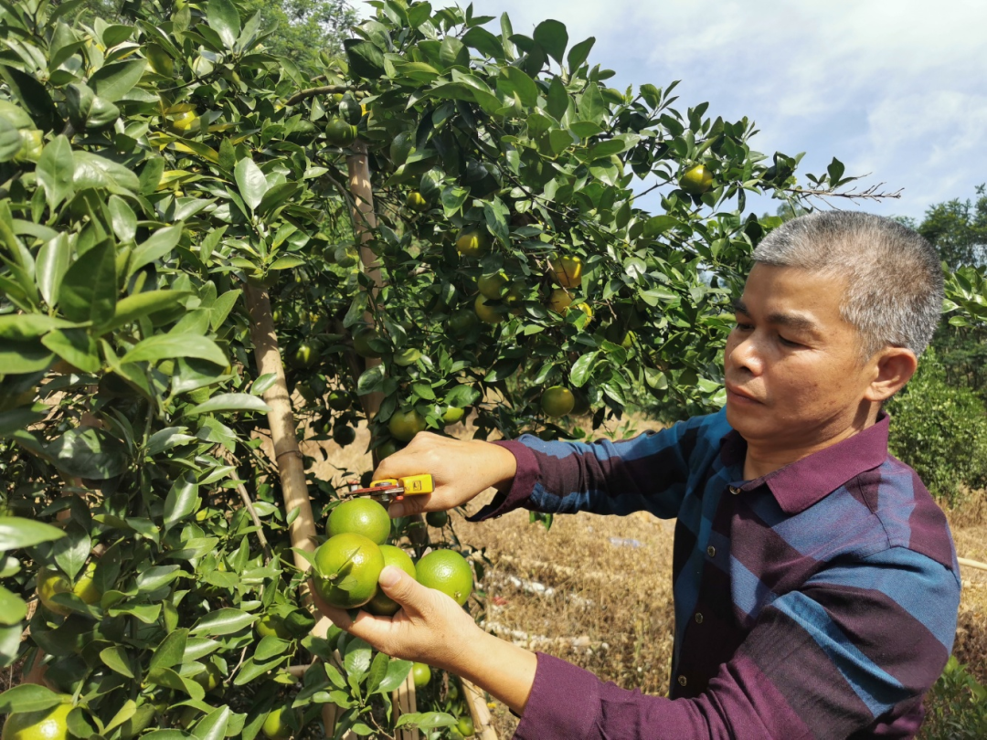 种年桔多少时间施一次肥_年桔的种植技术_年桔种植技术