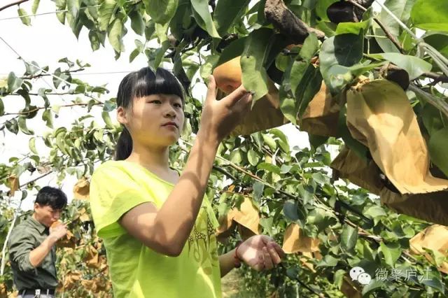 水果种植农民致富_致富经种植三种水果亩收入过亿_致富水果种植农民视频