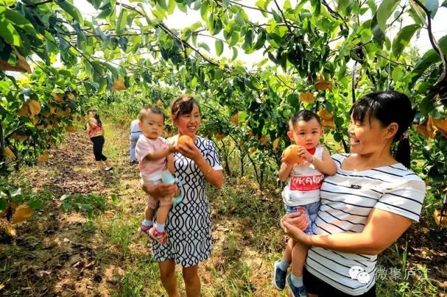 致富水果种植农民视频_致富经种植三种水果亩收入过亿_水果种植农民致富