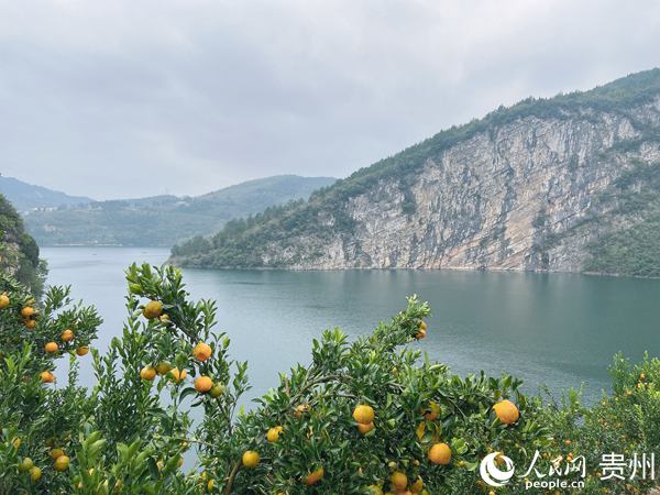 枖柑种植栽培技术_椪柑种植条件_椪柑种植致富