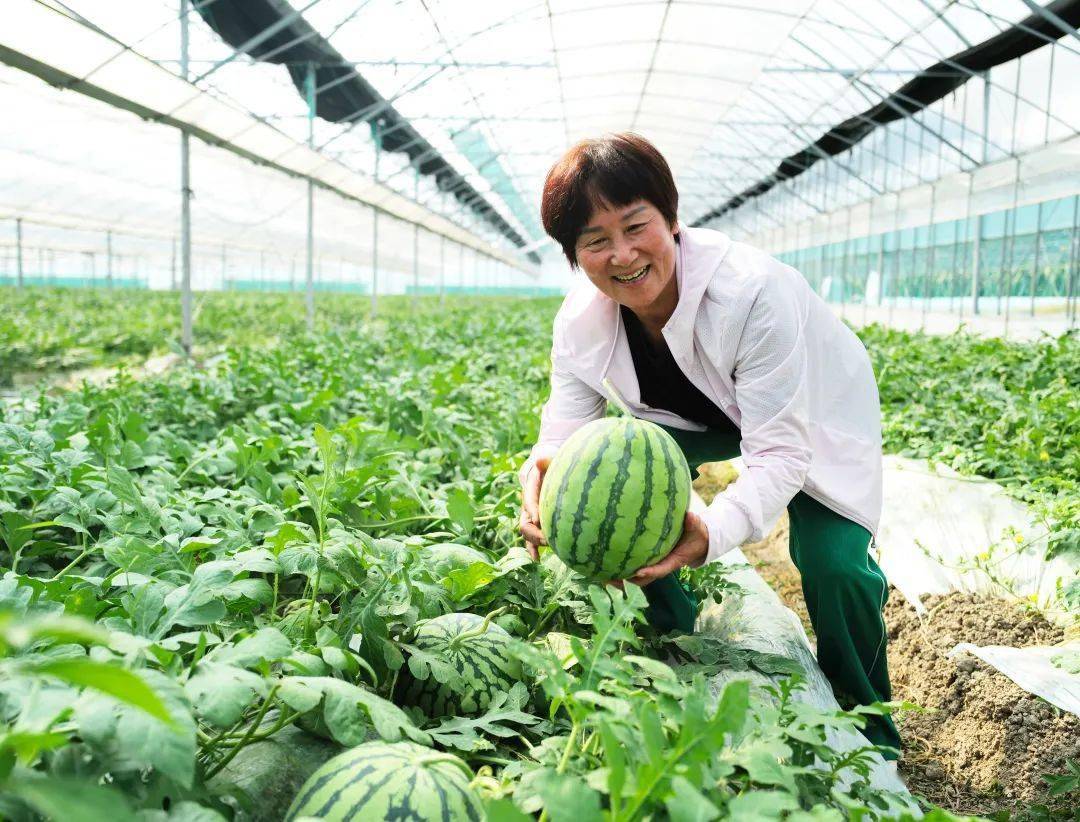 农业种植水果致富项目_水果种植农民致富_致富水果种植农民视频