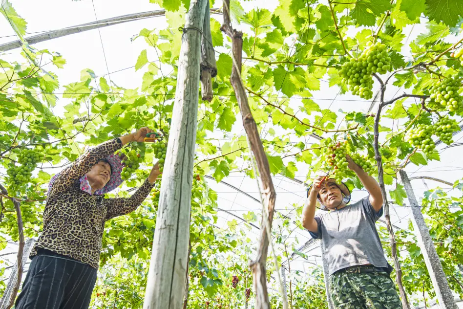 致富水果种植农民视频_农业种植水果致富项目_水果种植农民致富