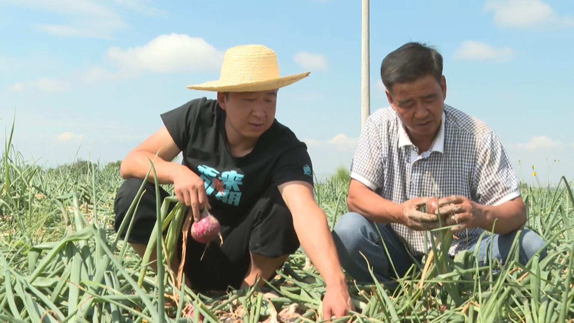 农广天地洋葱种植视频_农村致富经网洋葱_洋葱亩投资