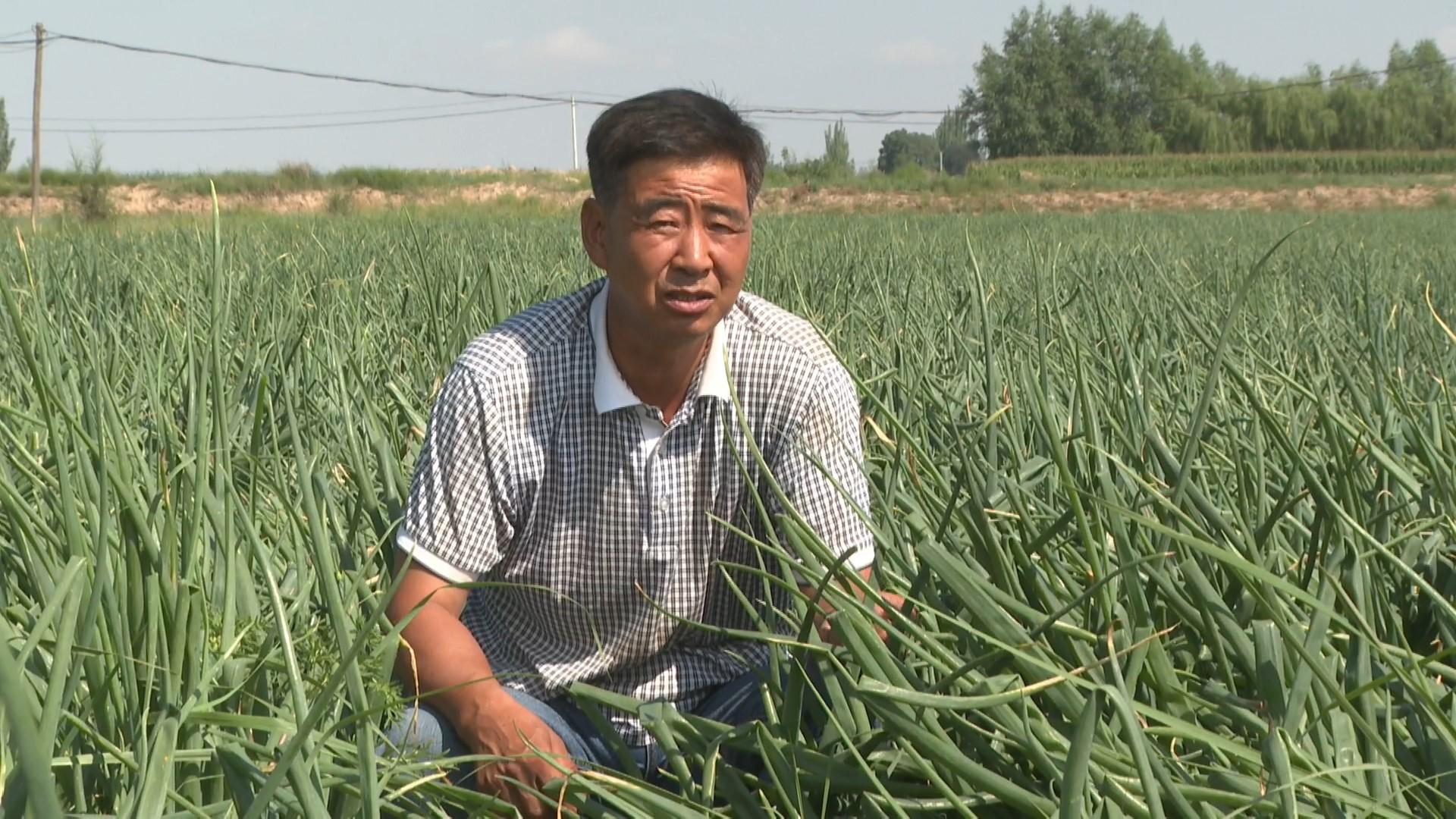 洋葱亩投资_农广天地洋葱种植视频_农村致富经网洋葱