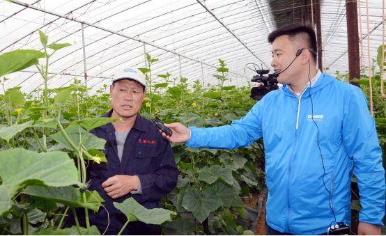 致富黄瓜种植视频_黄瓜种植致富吗_黄瓜种植效益