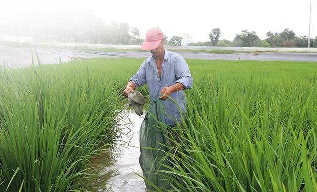 虾养殖技术视频教程_虾养殖技术流程_虾养殖流程技术要点