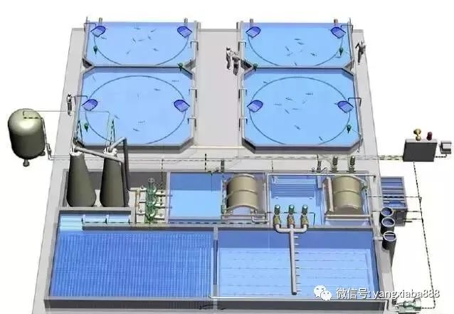 虾养殖技术教程_虾养殖流程技术要点_虾养殖技术流程