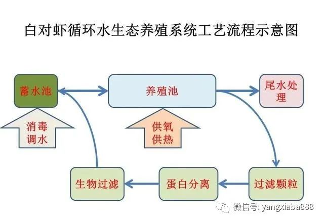 虾养殖技术流程_虾养殖技术教程_虾养殖流程技术要点