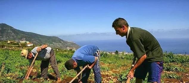 致富经农业种植_农村致富项目种植业_农业农村部种植致富经