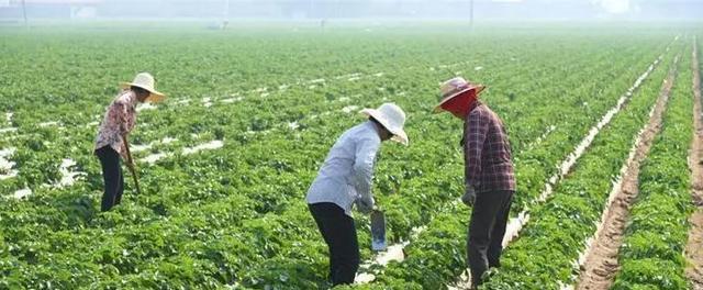 农业农村部种植致富经_农村致富项目种植业_致富经农业种植