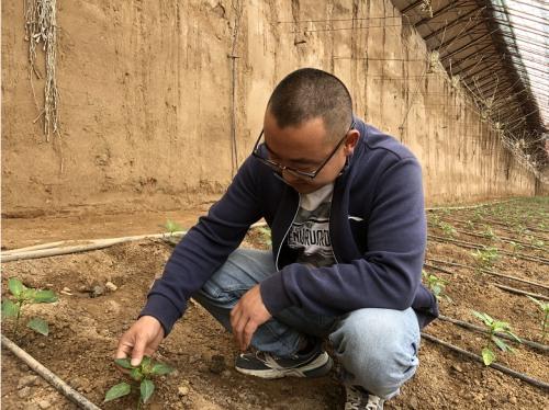 黄瓜种植高产技术_黄瓜种植致富吗_种植黄瓜挣钱吗