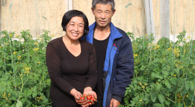 致富经果树种植视频_致富果树_致富种植业圣女果种植