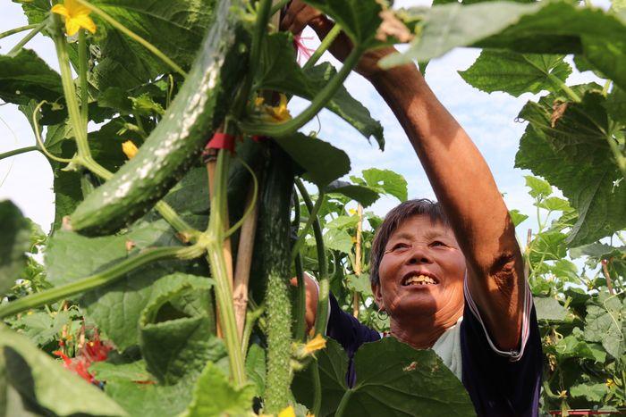 种植黄瓜挣钱吗_黄瓜种植致富吗_黄瓜种植效益