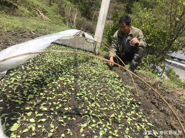 贫困户王兴成，靠种烤烟和养蜜蜂年收入13万元，成了致富带头人