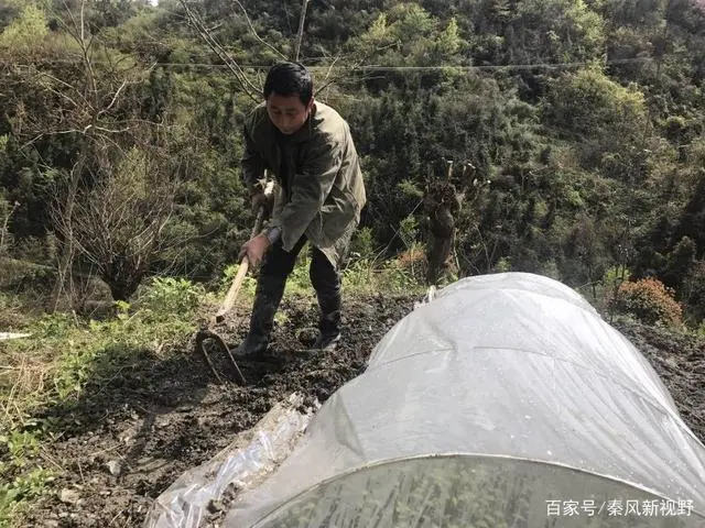 致富经创业项目农村土蜂养殖_养土蜂致富经_农村养土蜂技术视频