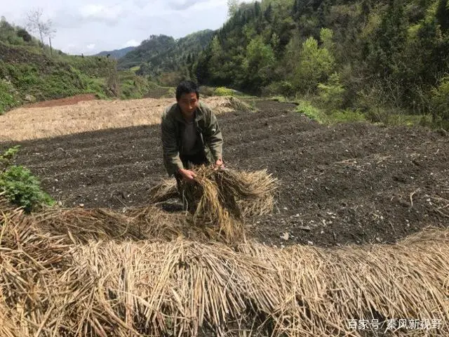 养土蜂致富经_农村养土蜂技术视频_致富经创业项目农村土蜂养殖