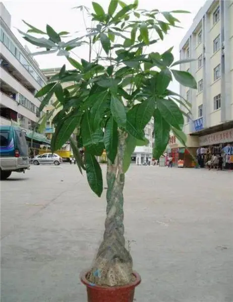 种植致富业_种植致富信息_种植致富新项目