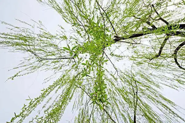 种植致富信息_种植致富业_种植致富新项目