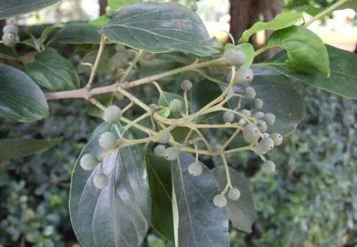 种植致富信息_种植致富新项目_种植致富业