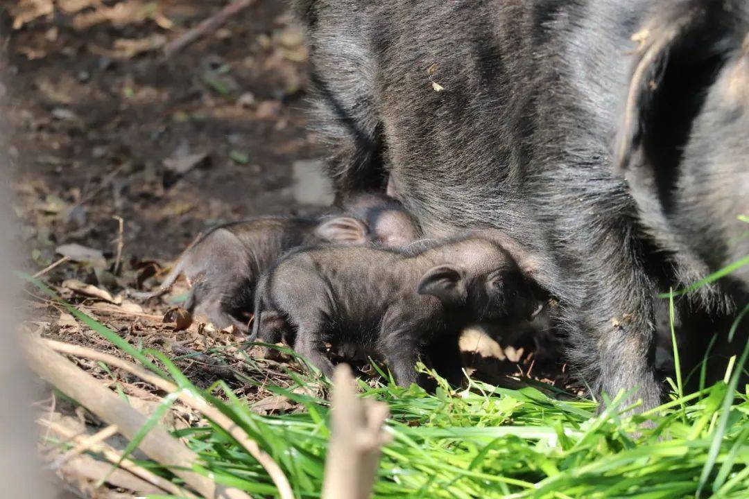 想致富养猪_猪养殖致富案例_猪怀孕养殖致富