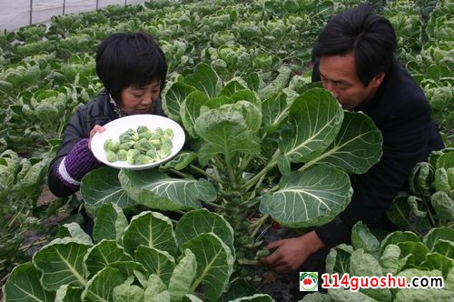 抱子甘蓝的栽培技术