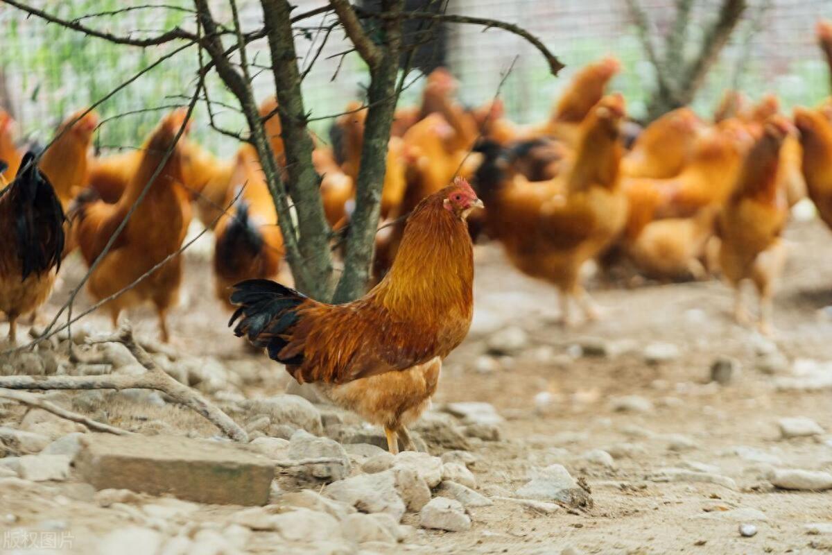 饲养土鸡需要注意什么?