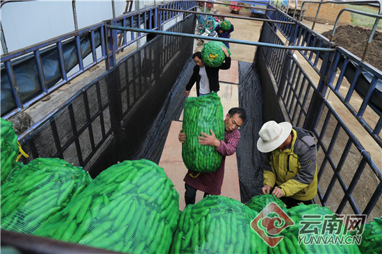 蚕豆种植致富_种植蚕豆赚钱吗_蚕豆种植收益