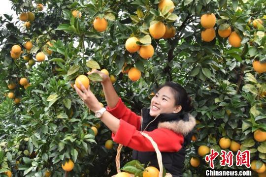 赣州出名的水果_江西赣州种植什么水果最好_赣州种植水果致富