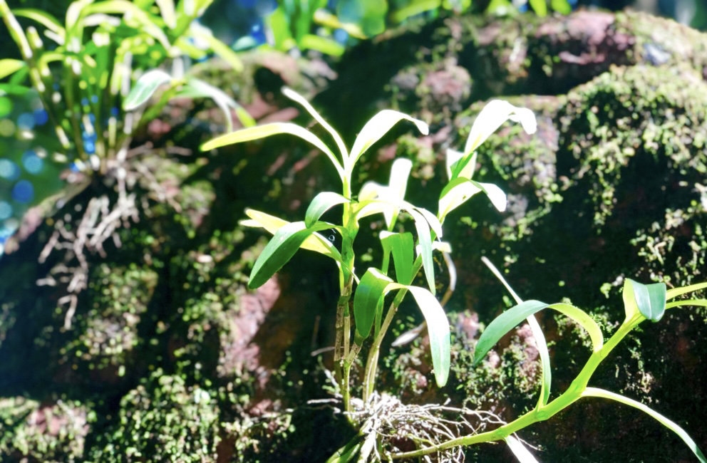 种植石斛视频_种植教材石斛技术要点_石斛种植技术教材