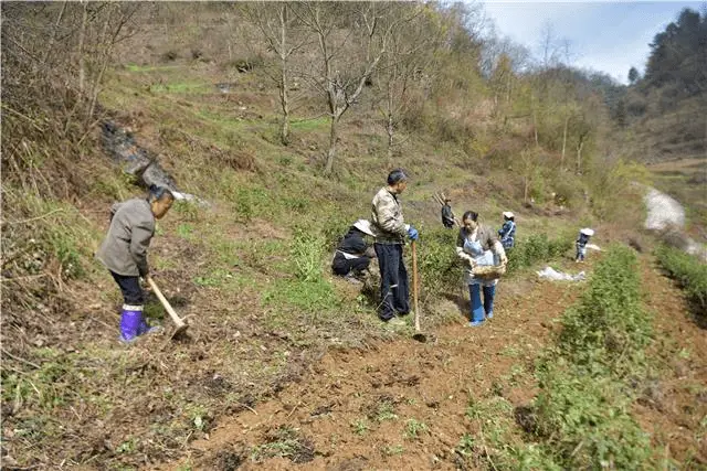 百里杜鹃仁和乡：中药材种植走出乡振兴特色路