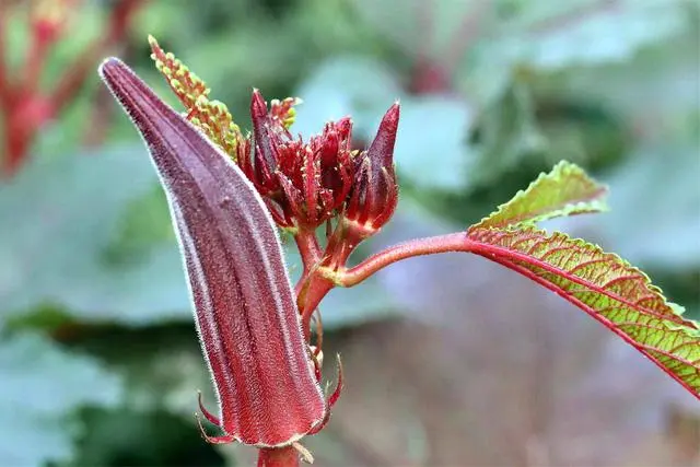 致富经蔬菜种植视频_种蔬菜致富经_种植新奇蔬菜致富