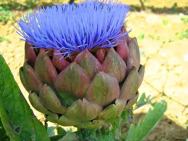 致富经蔬菜种植视频_种植新奇蔬菜致富_种蔬菜致富经