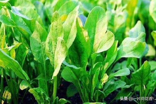 致富例子菠菜种植视频_种菠菜挣钱吗_种植菠菜致富例子