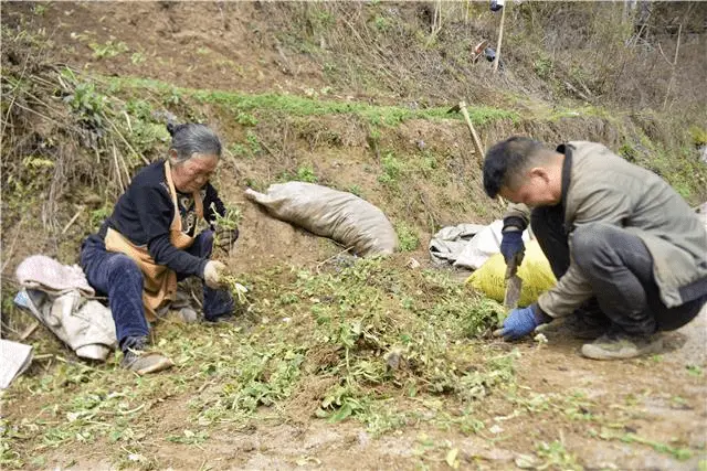 中药材泡参种植技术_泡参种植致富_泡参栽培技术