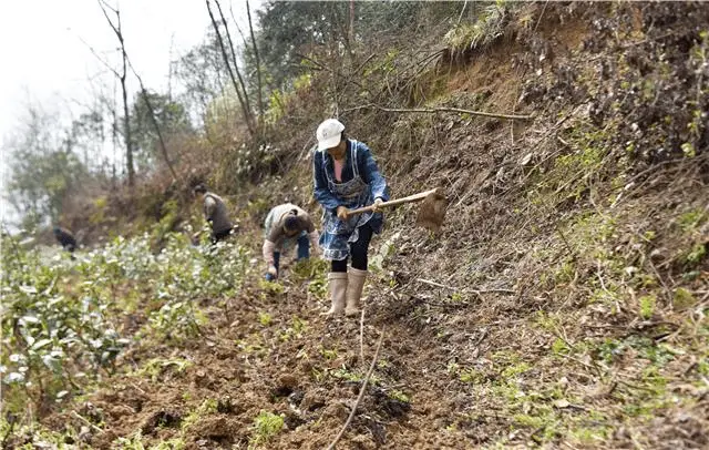 中药材泡参种植技术_泡参种植致富_泡参栽培技术