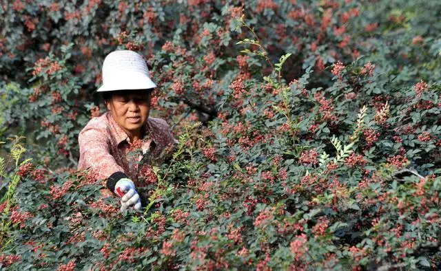 养虫技术视频_虫的养殖方法和注意事项_养绿虫怎么养殖技术