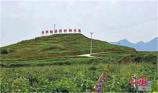 野生中药和种植药药效差多少_野生中药种植致富_致富药材种植