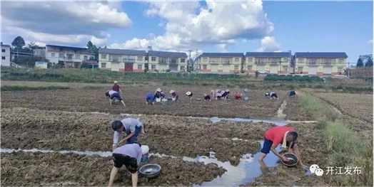 野生中药种植致富_致富药材种植_野生中药和种植药药效差多少