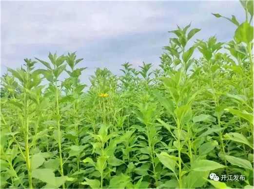 致富药材种植_野生中药和种植药药效差多少_野生中药种植致富