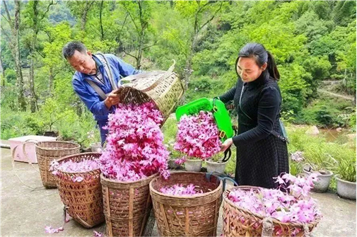 野生中药和种植药药效差多少_野生中药种植致富_致富药材种植