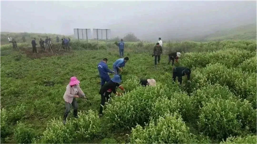 野生中药和种植药药效差多少_致富药材种植_野生中药种植致富