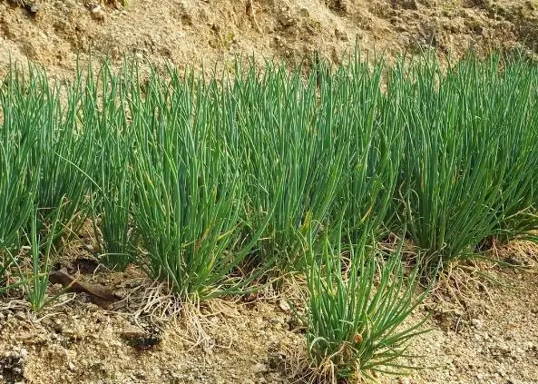 大葱种植方法技术与管理_大葱种植方法步骤_大葱种植的方法和技术