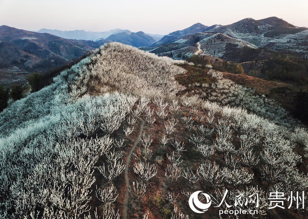 山区农村致富_种植脱贫致富_贫困山乡种植致富