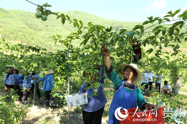 山区农村致富_种植脱贫致富_贫困山乡种植致富