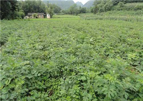 野生中药和种植药药效差多少_野生中药种植致富_药草种植哪几种最赚钱野生药草