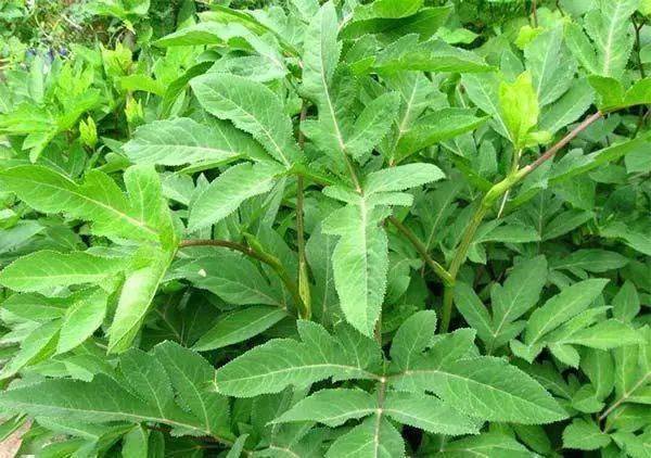 野生中药和种植药药效差多少_药草种植哪几种最赚钱野生药草_野生中药种植致富