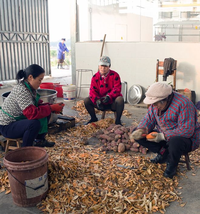 全建军种红薯，带领乡邻脱贫致富的故事